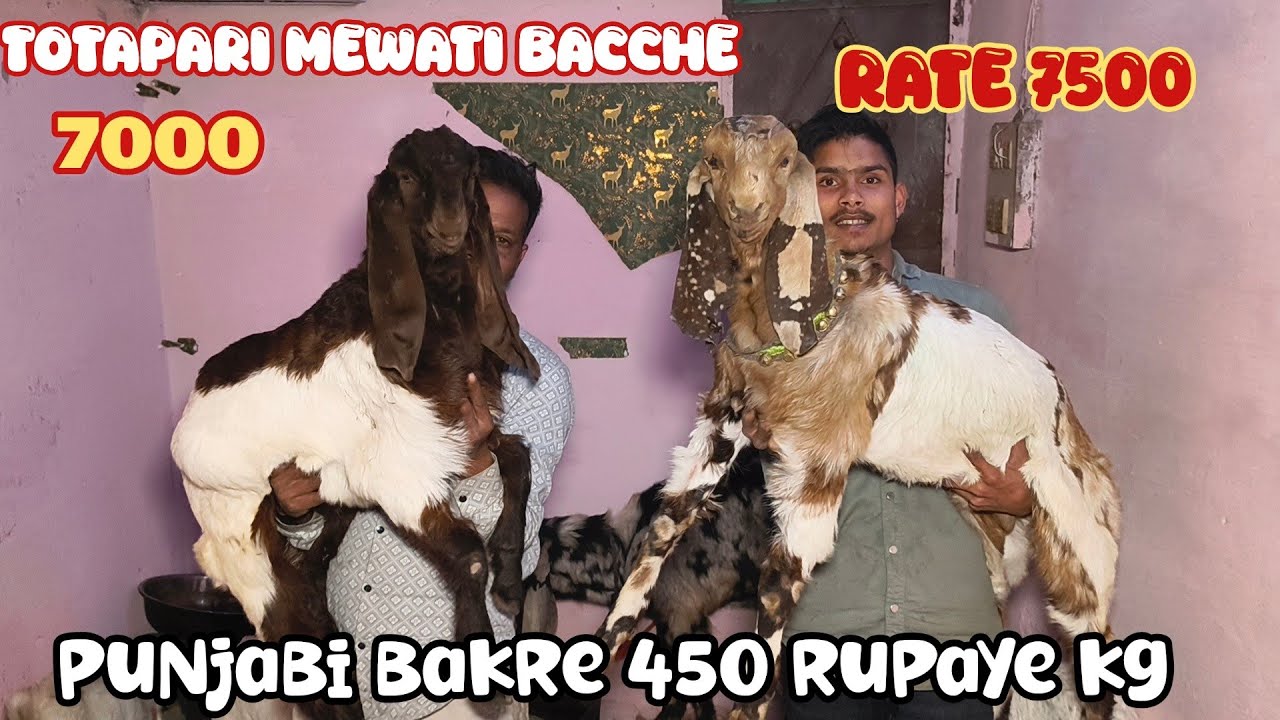 Punjabi bacche ka rate 450kg aur totapari bacche+91 78359 75960