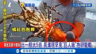 台東長濱驚見巨無霸級龍蝦重量達2.25KG在中國竟可售台幣 ...