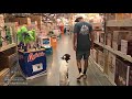 German Shorthaired Pointer German Shorthaired Pointer