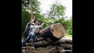 1940S Lumberjacks Felling Redwoods In Northern California  -  Colorized