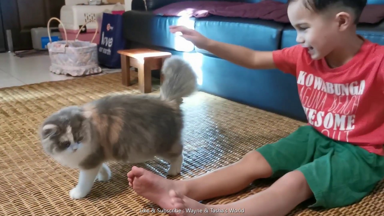 Kids & Cats - Funny - Cute - Adorable 