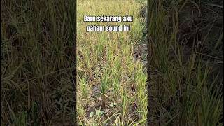 Gagal panen #shorts #petani #padi