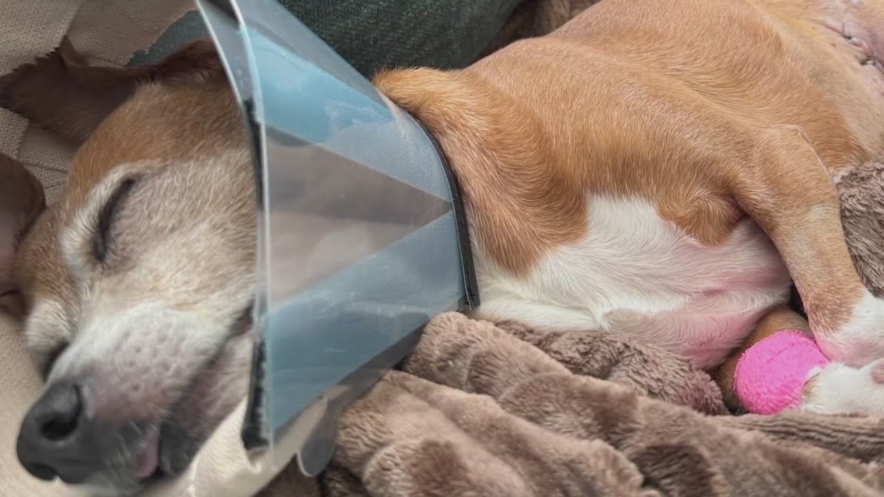 Weld County woman seeks justice after brutal dog attack - YouTube