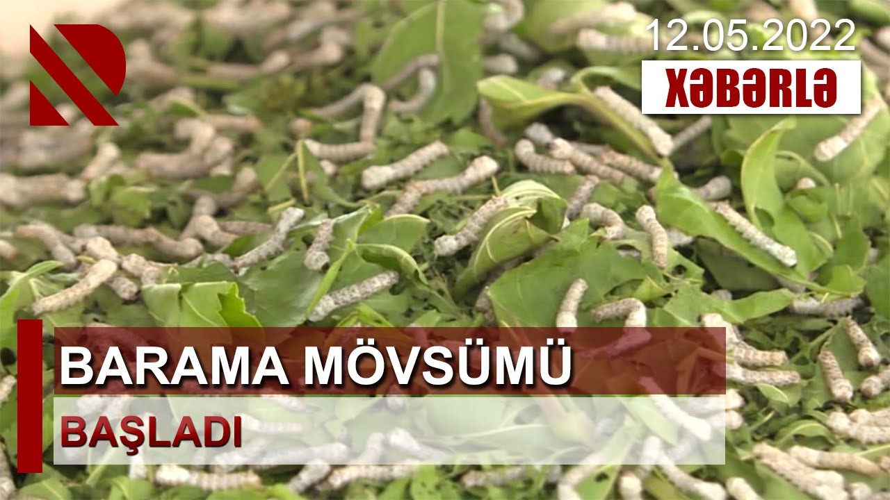 Barama mövsümü başladı