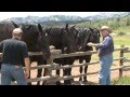 RFD TV Gentle Giants' features Jackson Fork Ranch