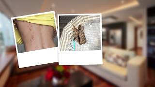 How To Get Rid Of Bed Bugs