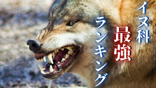 【世界最強】イヌ科動物強さランキングTOP10‼