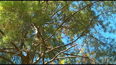 The safe way to manipulate a throwbag in a tree-720p.m2ts