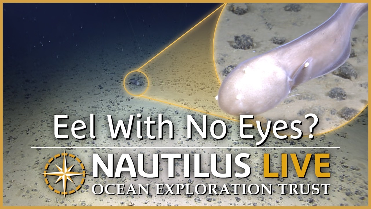 Faceless Cusk Eels of the Central Pacific  | Nautilus Live