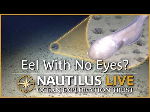 The Eel With No Eyes on the Abyssal Plain | Nautilus Live