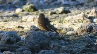 American Pipits