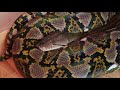 Interesting Big Snake Behavior (Reticulated Python)