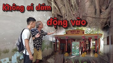 Cây sộp cổ thụ mộc phía sau miếu bà chợ giữa đầy linh thiêng