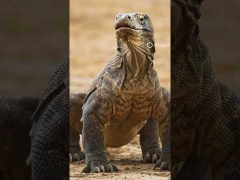 big comododragon #animals #wildlife #comododragon #wildlifeentertainment #animation #cute#wildanimal