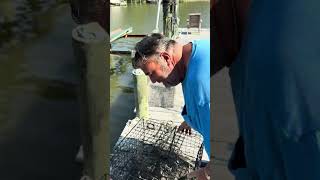 How To Get Virginia Blue Crabs for Free