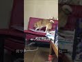 ふと我に帰る(犬) 【ペット紹介】 #shorts