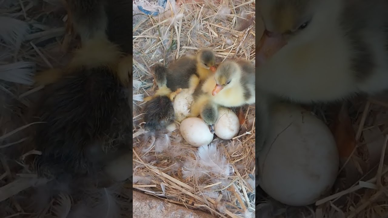 الشاطرة تقوم وتعمروالخايبه تنام وتخمر