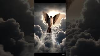 Cute bird's are flying to sky 🔥