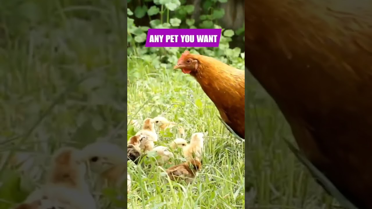 Secluded 3.25-acre home in Pace, FL with 3 beds, 2 baths, and perfect for outdoor fun! 