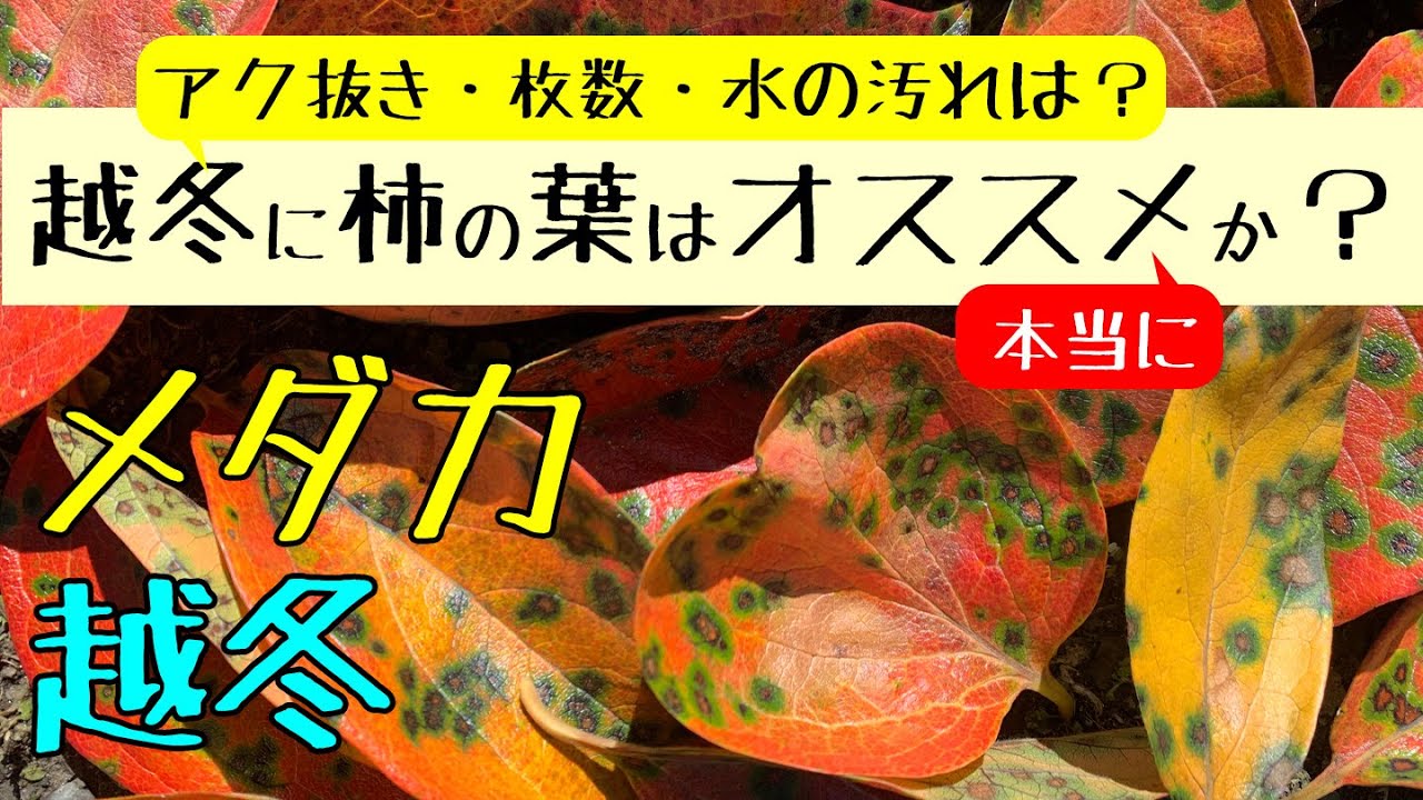 メダカの越冬に柿の葉はおすすめ出来るか アク抜き 枚数 水の汚れ 昨年の様子をお伝え メダカ飼育 078 Youtube