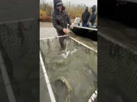 Video: Ist der Skykomish-Fluss zum Angeln geöffnet?