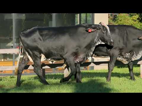 LOTE 46 RCAG MALIBU CAPTIVATING FIV   RCAG MORADA CAPTIVATING FIV