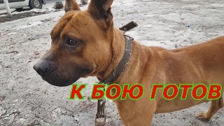 как реагируют люди на бойцовую собаку Амстафф во время выгула ???? как реагируют люди на бойцовую собаку Амстафф во время выгула ????
