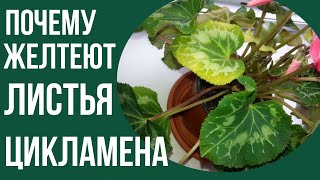 видео: Как засыпает цикламен . Почему увядают и желтеют листья цикламена#цикламены #цикламен #домашниецветы картинка: Как засыпает цикламен . Почему увядают и желтеют листья цикламена#цикламены #цикламен #домашниецветы