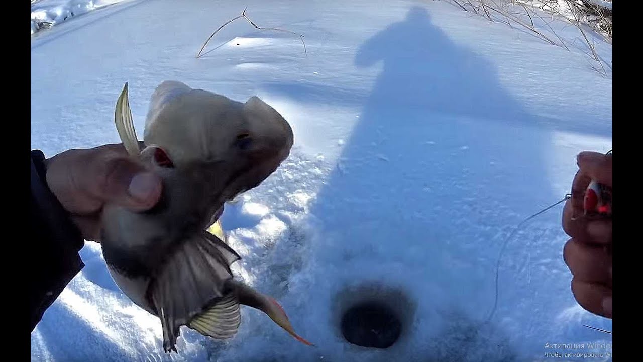 ВОТ ЗА ТАКИМИ ГОРБАЧАМИ МЫ СЮДА И ШЛИ!Крупный окунь на балансир.Первый лед 2019 ,perch fishing