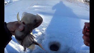 видео: ЗА ТАКИМИ ГОРБАЧАМИ МЫ СЮДА И ШЛИ!Крупный окунь на балансир.Первый лед 2019 ,perch fishing картинка: ЗА ТАКИМИ ГОРБАЧАМИ МЫ СЮДА И ШЛИ!Крупный окунь на балансир.Первый лед 2019 ,perch fishing