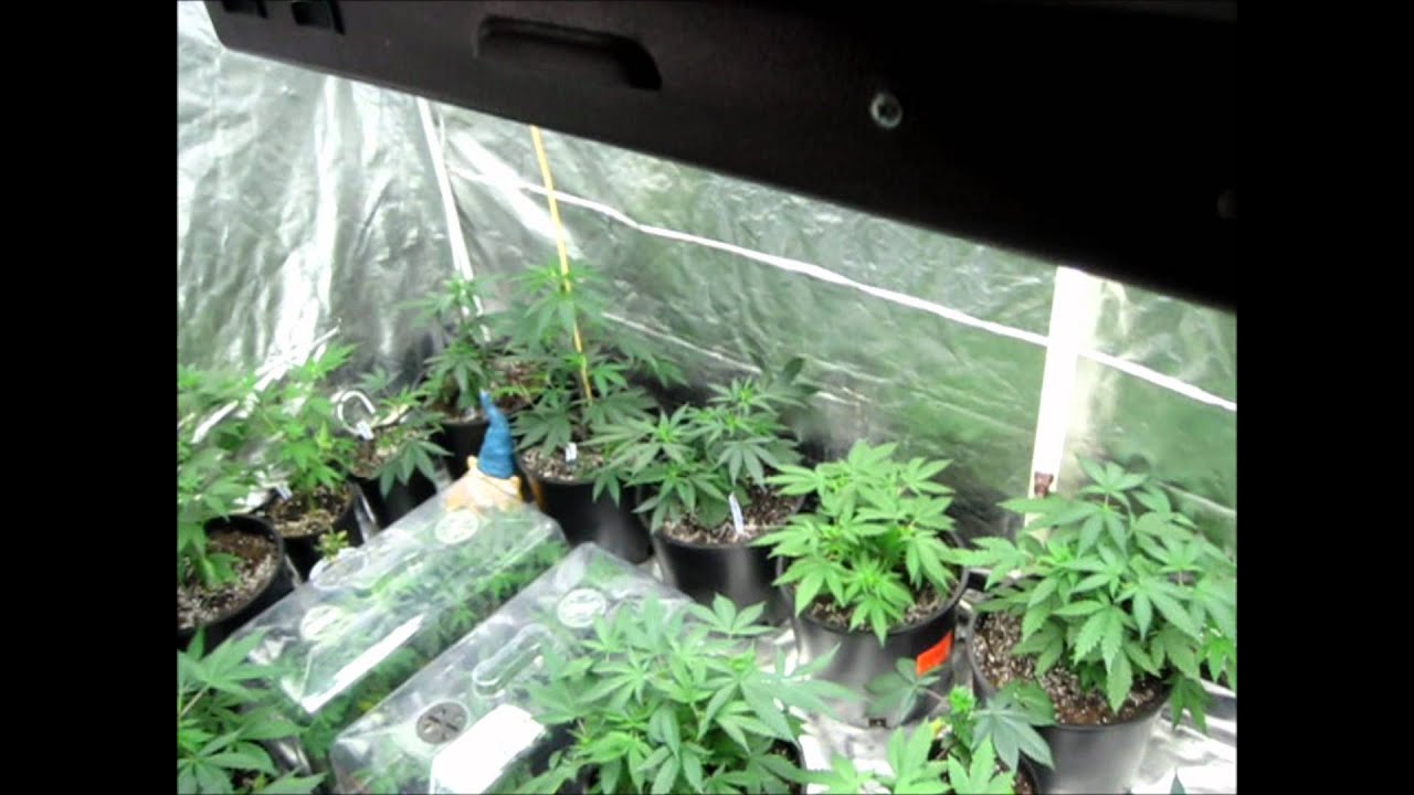ITC Genetics Veg tent Transplant Update and RANTING!!