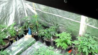 ITC Genetics Veg tent Transplant Update and RANTING!!