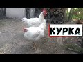 ЦІКАВІ ФАКТИ про тварин. КУРКА українською мовою.