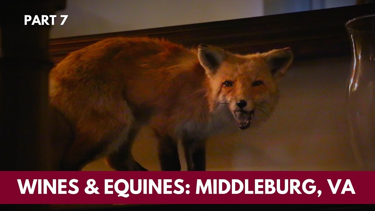 Wines and Equines - A Video Tour of Middleburg, Virginia Part 7