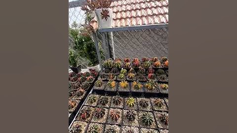 View Vườn Xương Rồng Đẹp @ Vườn Hoa Tam Kỳ 2020