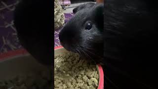 CUTE GUINEA PIGS 🐹 #guineapig #cute #animals #pets #youtubeshorts