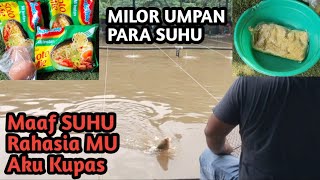 MILOR UMPAN PARA SUHU !! Di Kupas Tuntas Di Sini !! Umpan Lomba