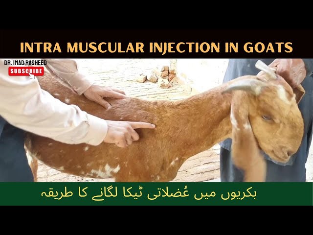 Intramuscular injection technique in goats and sheep | bakri ma tika lagany ka tarika | IM injection