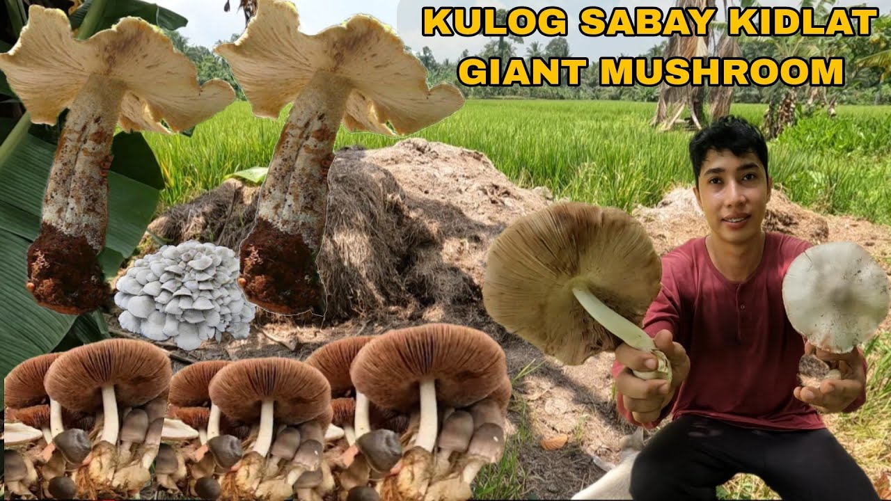 GIANT  MUSHROOM ANG NA SPOTAN NATIN SA DAYAMIHAN JACKPOT ANG LALAKI