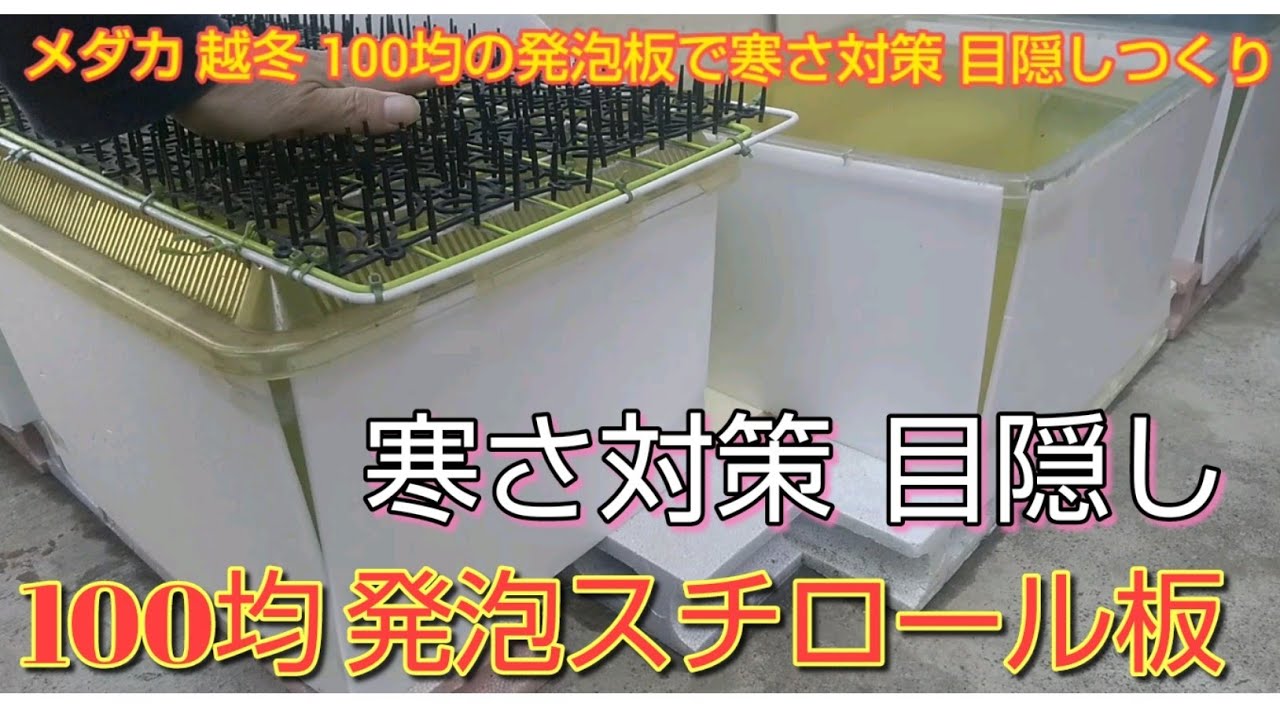 メダカ 屋外水槽 越冬の寒さ対策 目隠し 100均 発泡スチロール板 過密飼育365日実践中 Youtube