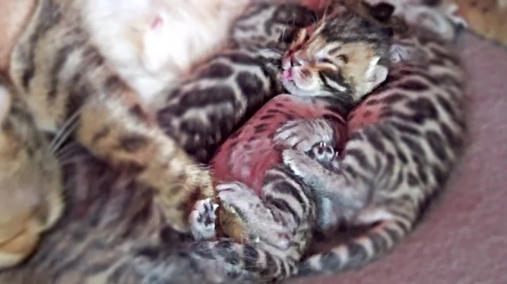 Video 11699831: bengal cat kitten, leopard kitten, little leopard
