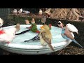 Finches bathing October