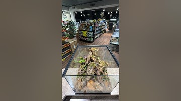 POV Bioactive Dart Frog Build #reptileshop #tucson #bioactive #livingvivarium #dartfrogs #asmr