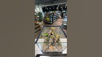 POV Bioactive Dart Frog Build #reptileshop #tucson #bioactive #livingvivarium #dartfrogs #asmr