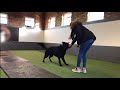 FAMILY PROTECTION DOGS | FAMILY PROTECTION DOGS |