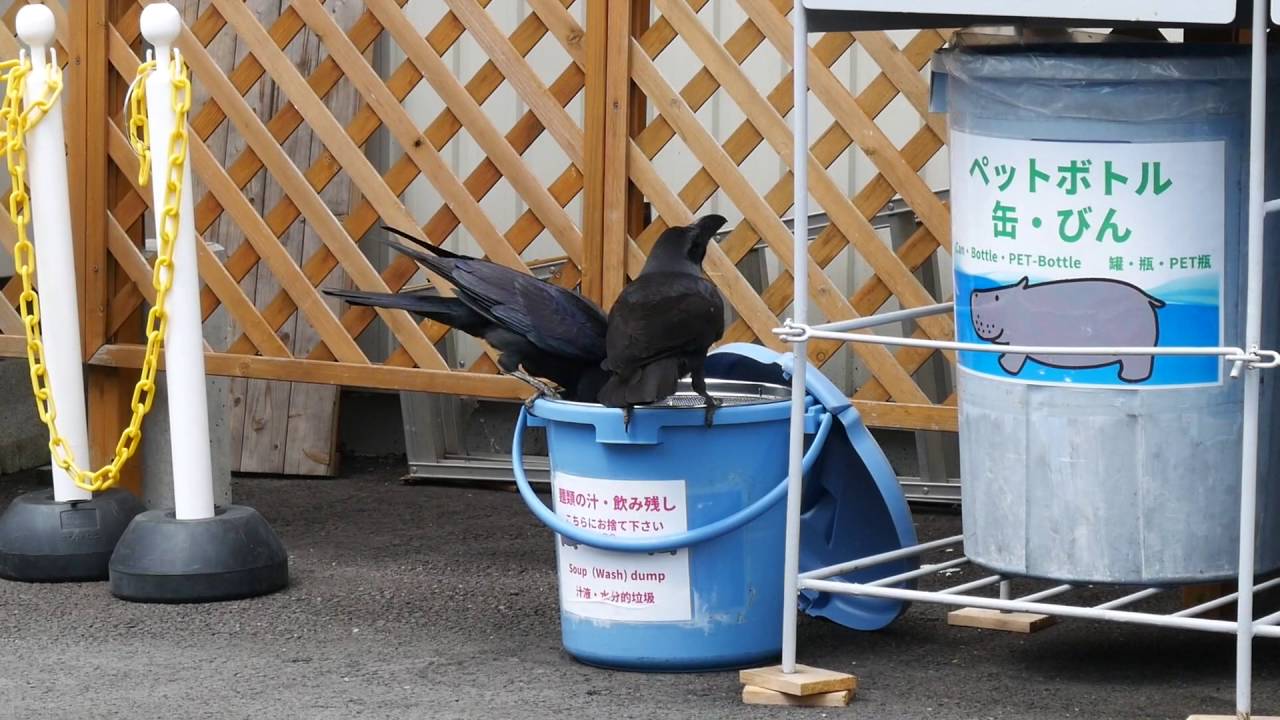 掃除用具 ゴミ箱 鳥獣被害にドラム缶バケツ