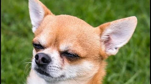 Comment obtenir un Chihuahua lavande ?