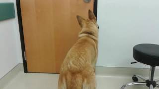 Hanno at the vet