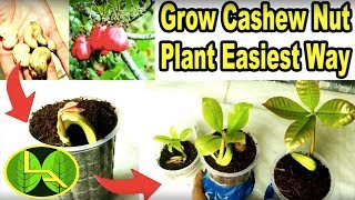 How to grow cashew plant at home quick and easy way