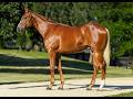 Randwick Trials: Unraced Half-Sister to Tentyris Shines, Extreme Choice Son Impresses
